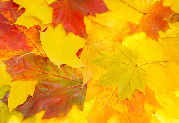 Фон з осіннього листя — стокове фото