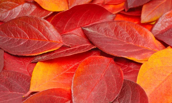 Heap of red leaves — Stock Photo, Image