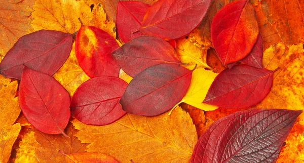 Folhas vermelhas e amarelas e marrons — Fotografia de Stock