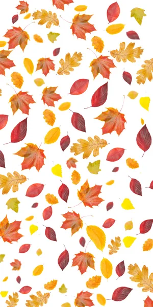 Sonbaharda yaprakların arka plan — Stok fotoğraf