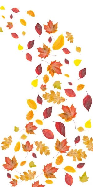 Latający jesienią liście — Zdjęcie stockowe