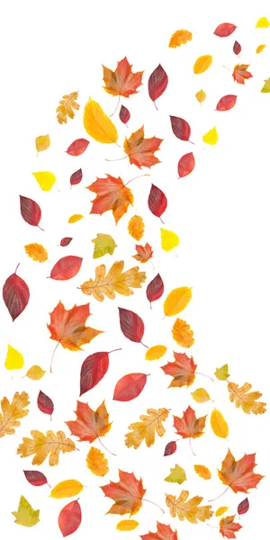 stock image Flying yellow and red leaves