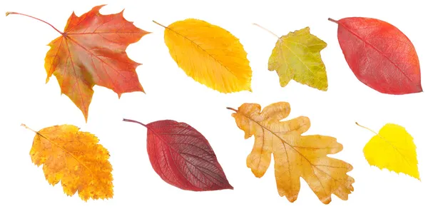 Colección de hojas de otoño — Foto de Stock