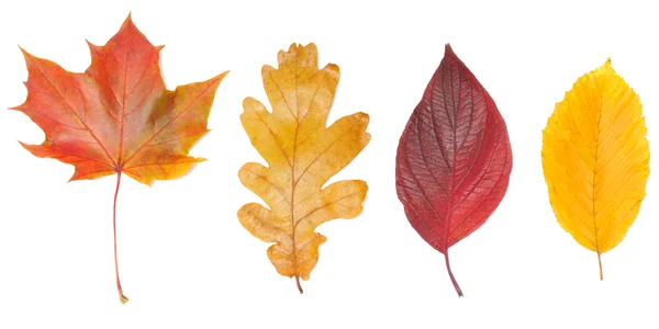 Conjunto de folhas de outono — Fotografia de Stock