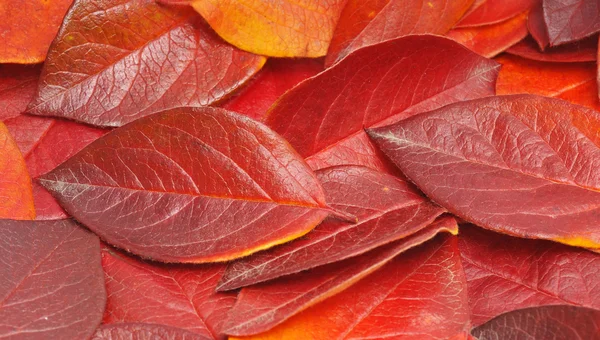 Купа осіннього червоного листя — стокове фото