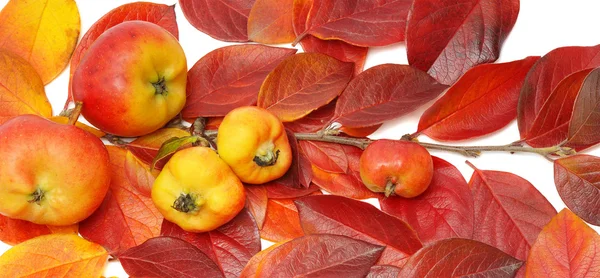 りんごと赤の葉の小枝 — ストック写真