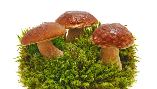 stock image Three mushrooms on moss