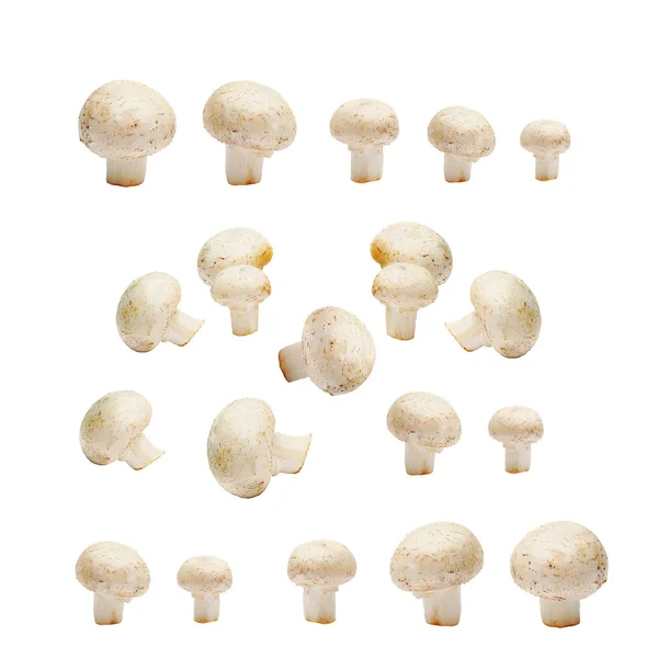 Conjunto de cogumelos — Fotografia de Stock
