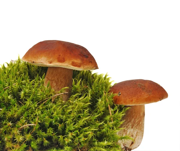 Två svampar på grön mossa — Stockfoto