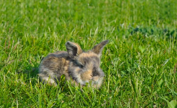 Fluffy rabbit on the green grass — Stock Photo, Image
