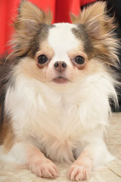 Porträtt av chihuahua hunden — Stockfoto