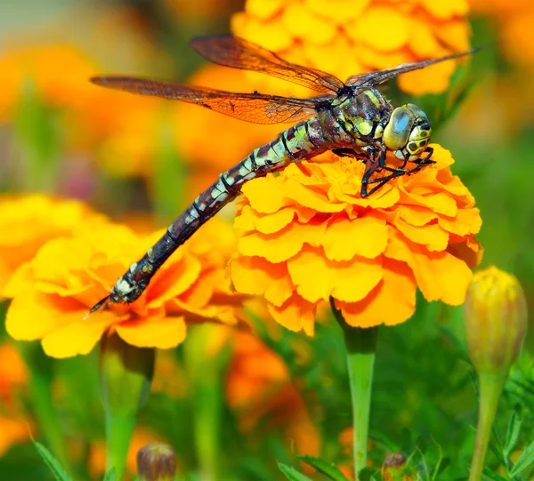 stock image Dragonfly on the flower