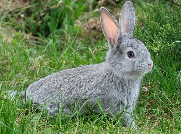 Conejo en la hierba verde — Foto de Stock