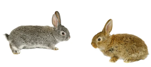 Två grå kanin — Stockfoto