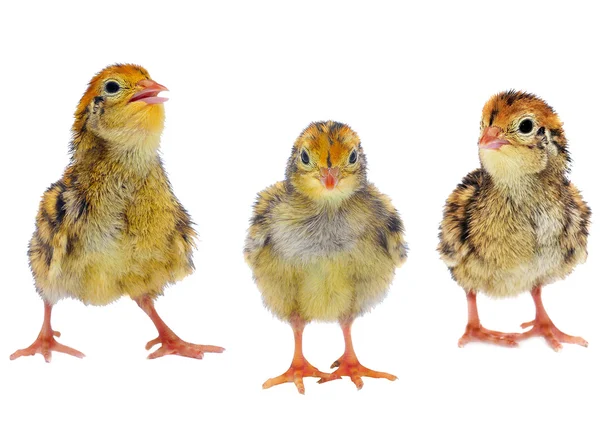 Fluffy little quail's chicken — Stock Photo, Image