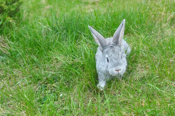 Jeden królik puszyste na zielonej trawie — Zdjęcie stockowe