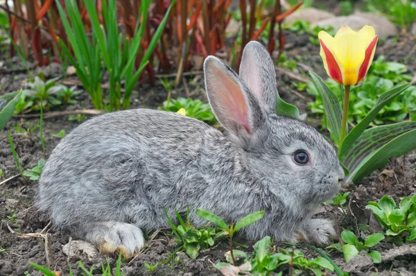 Flauschiges graues Kaninchen und gelbe Tulpe — Stockfoto