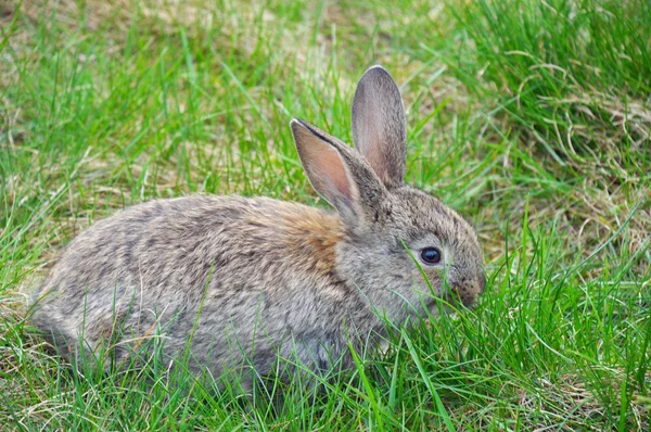 坐在绿草地上的绒毛兔子 — 图库照片