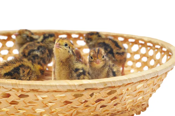 Pequenas galinhas de codorniz em cesta — Fotografia de Stock