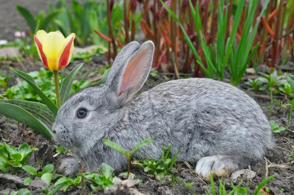 Puszyste szary królik i żółty tulipan — Zdjęcie stockowe