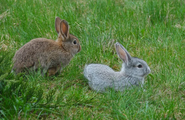 Два пушистых кролика на зеленой траве — стоковое фото
