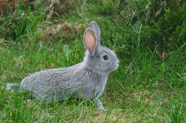 Flauschiges Kaninchen auf dem grünen Gras — Stockfoto