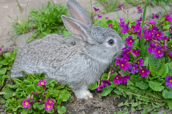 Nadýchané šedý králík a květiny — Stock fotografie