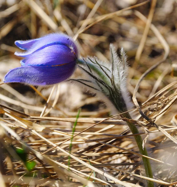 Floresta azul flor na primavera e luz do sol — Fotografia de Stock
