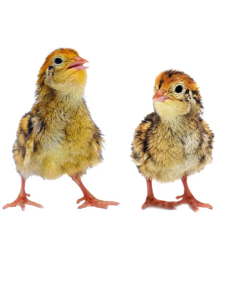 Couple fluffy little quails — Stock Photo, Image