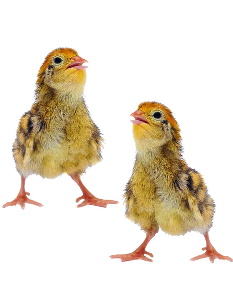 Fluffy little quails — Stock Photo, Image