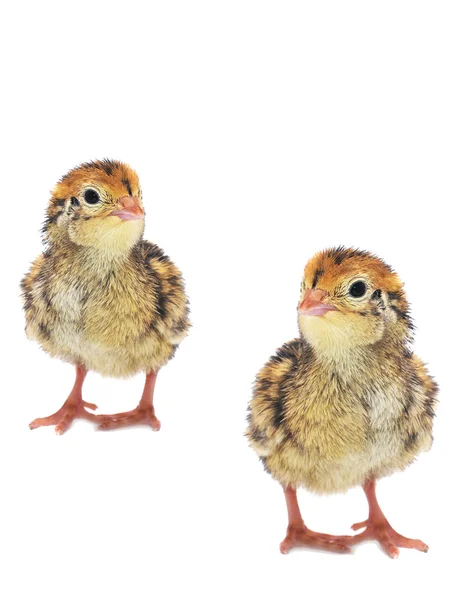 Yellow little quails — Stock Photo, Image