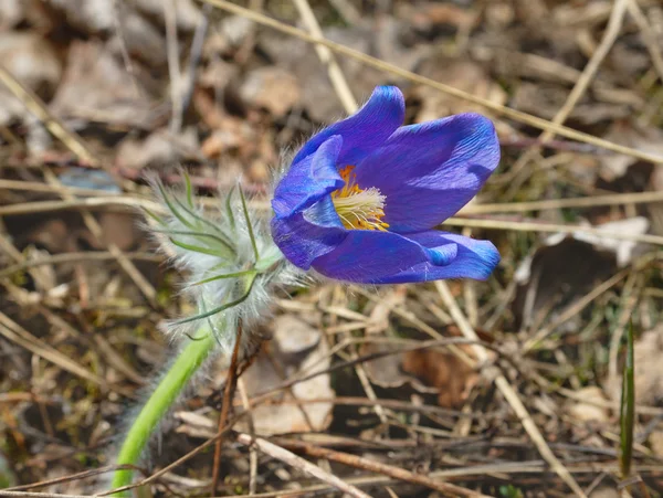 Bela flor da floresta azul — Fotografia de Stock
