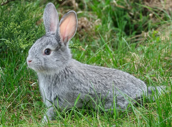 stock image Rabbit on the green grass