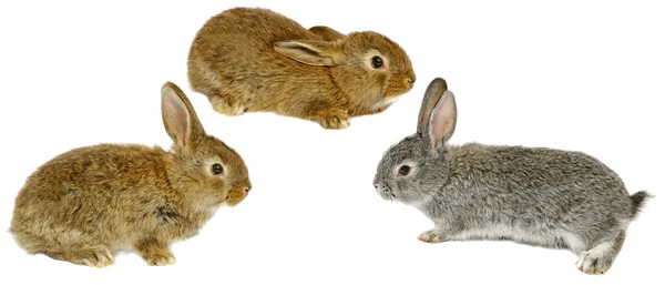 Üç gri tavşan — Stok fotoğraf