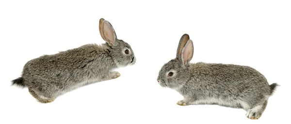 두 개의 회색 토끼 — 스톡 사진