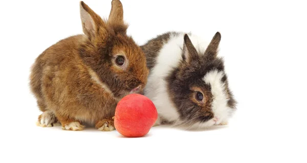 Par de conejos con manzana — Foto de Stock