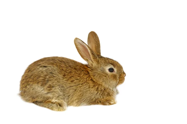 Coniglio domestico — Foto Stock