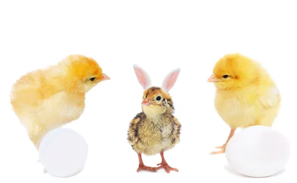 Two pretty chickens with eggs and bizarre bunny — Stock Photo, Image