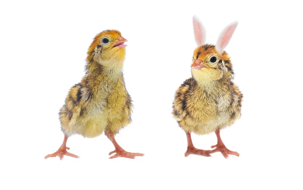 Chickens of quail and bizarre bunny — Stock Photo, Image