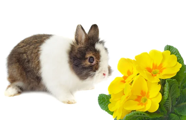 Coniglio con fiore di fiori di primula — Foto Stock