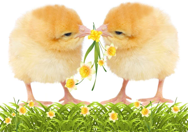 Желтые цыплята с цветами — стоковое фото