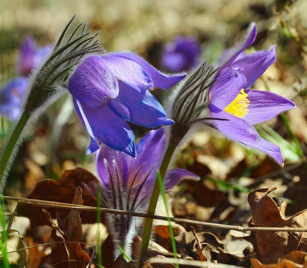 Modrá pasqueflowers — Stock fotografie