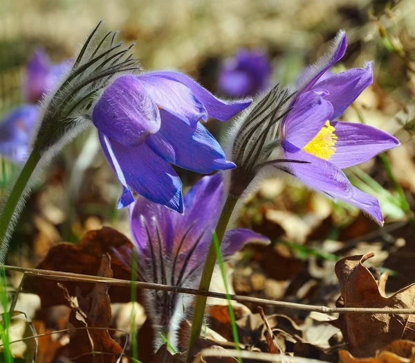 Pâquerettes bleues — Photo