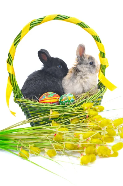 Кролики в пасхальной корзине с разноцветными пасхальными яйцами — стоковое фото