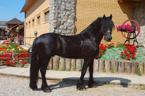 Cavallo nero frisone — Foto Stock