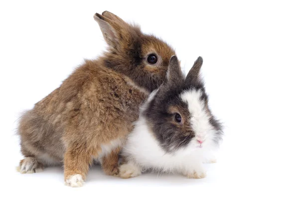 Dvojice králíků — Stock fotografie