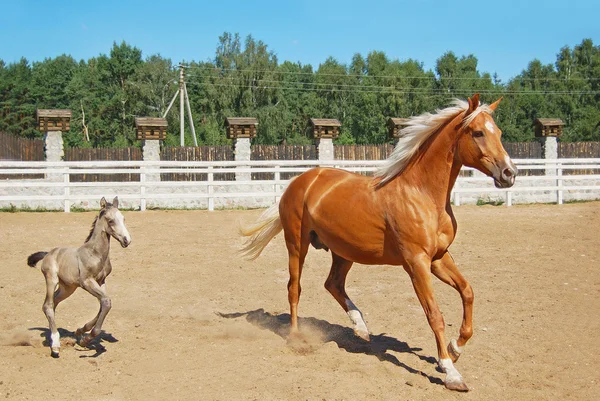 Cavalo bebé e égua equina — Fotografia de Stock