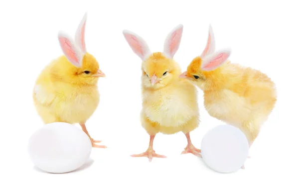 Bizarre chickens with eggs — Stock Photo, Image