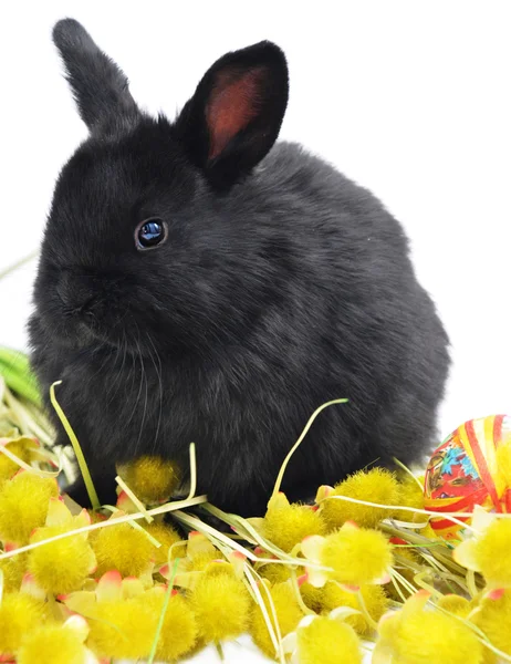 Black bunny on yellow plants — Stock Photo, Image