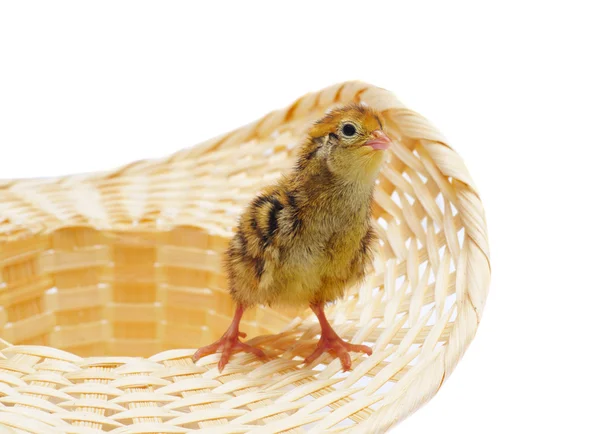 Kurczak przepiórki w koszyku — Zdjęcie stockowe